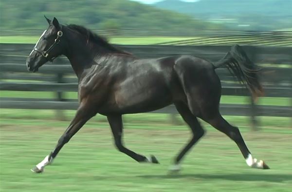 Standard Bred Yearlings